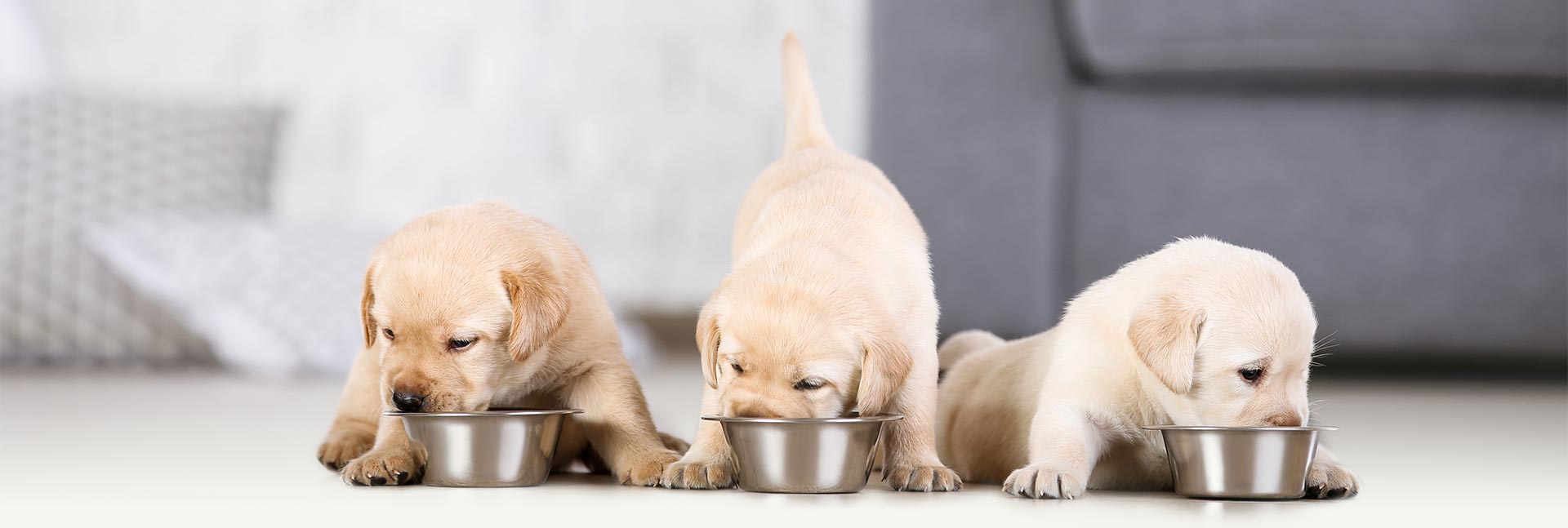 Dalpet - Produtos para Cães