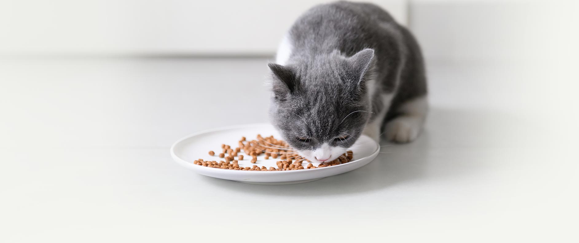 Dalpet - Produtos para Gatos