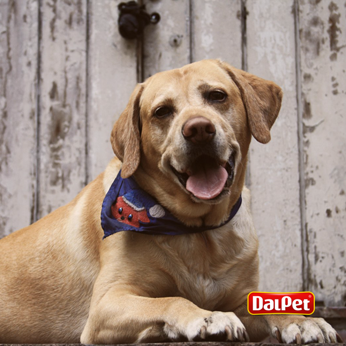 5 DICAS PARA CUIDAR DE CÃES IDOSOS
