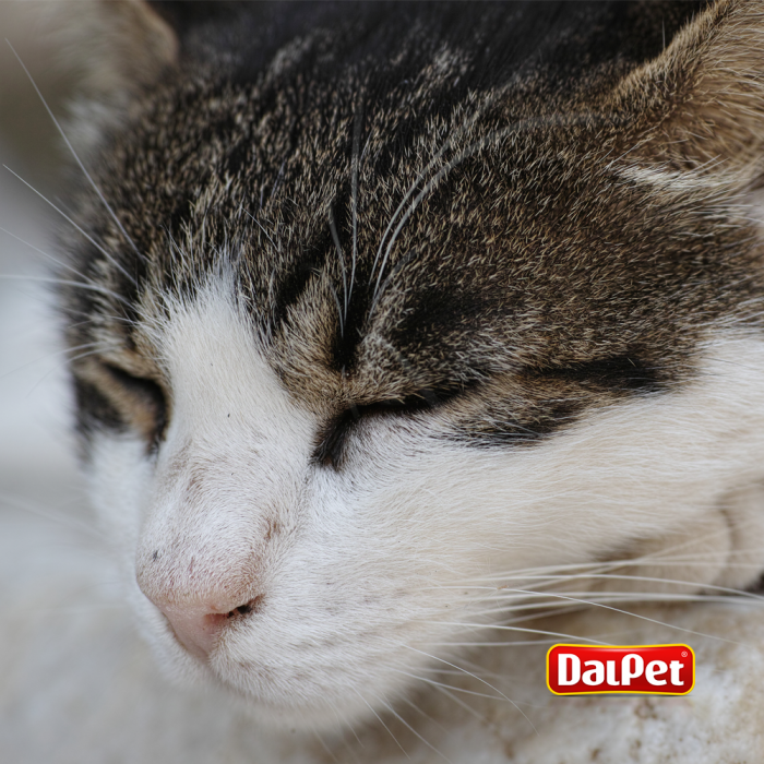 ADEQUANDO ROTINAS DE SONO PARA SEU GATO