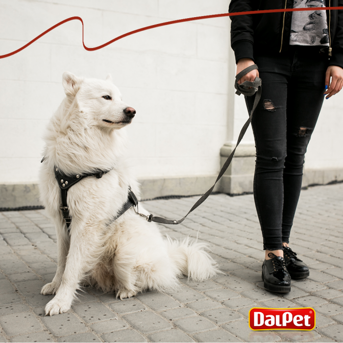 DICAS PARA PASSEIO COM SEU CÃO