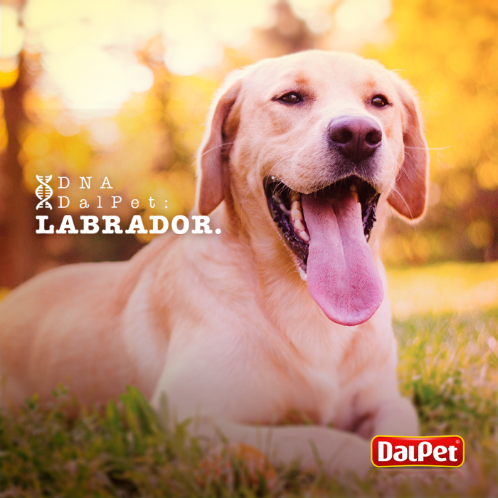 DNA DALPET: LABRADOR