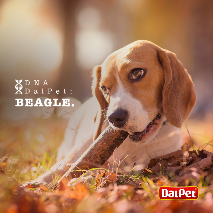 DNA DalPet: Beagle