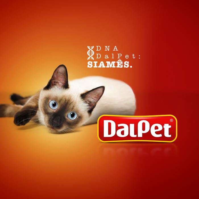 DNA DalPet: Siamês
