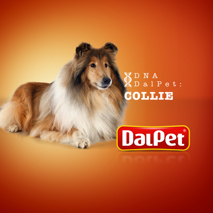 DNA DalPet: Collie