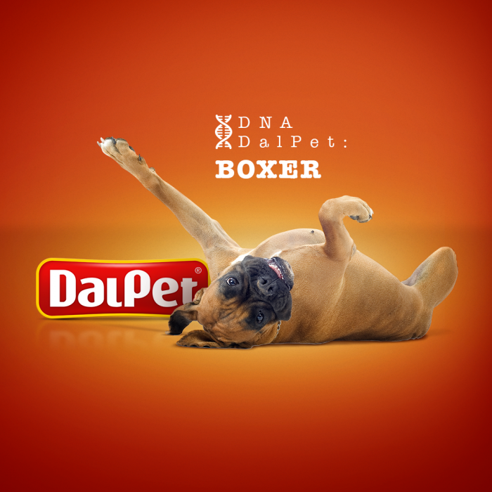 DNA DalPet: Boxer