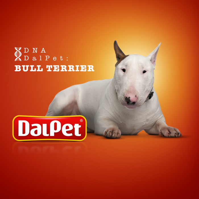 DNA DalPet: Bull Terrier