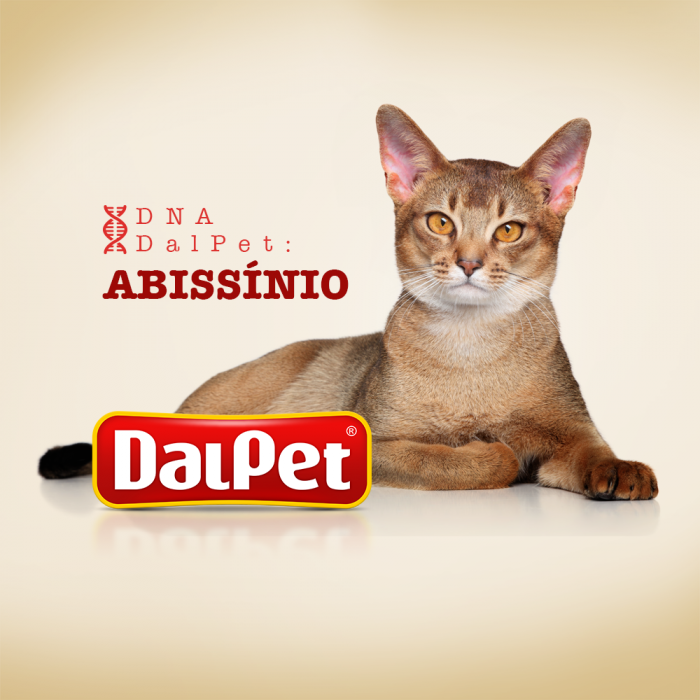 DNA DalPet: Abissínio