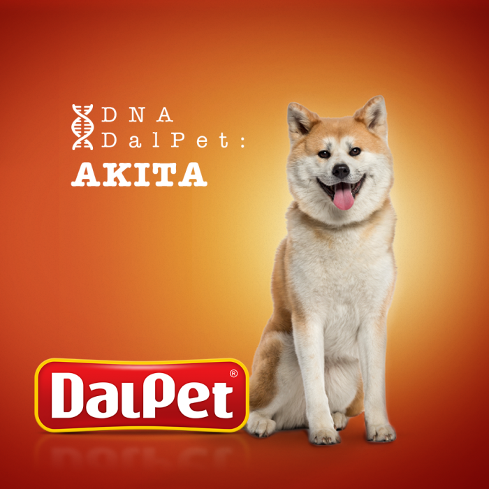 DNA DALPET: AKITA