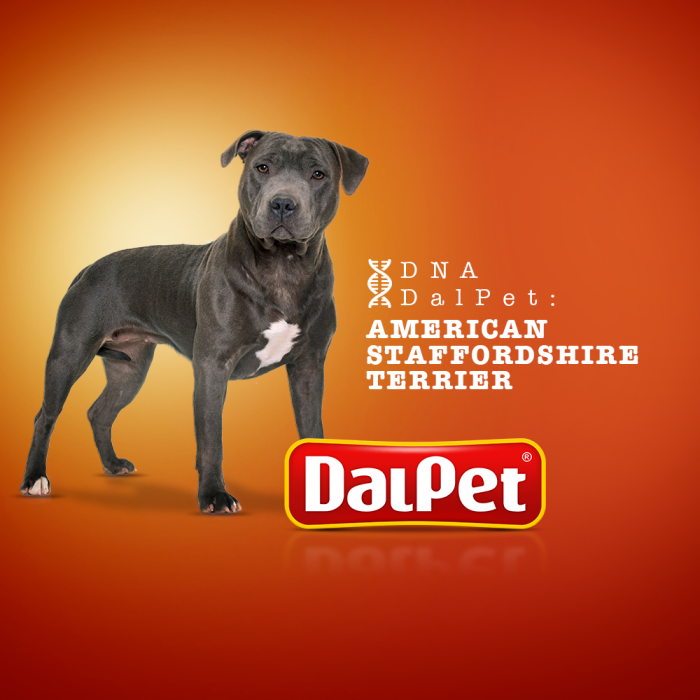 DNA DALPET: AMERICAN STAFFORDSHIRE TERRIER