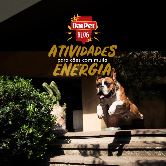 ATIVIDADES PARA UM CÃO CHEIO DE ENERGIA