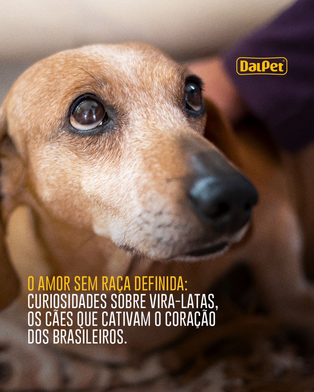 O AMOR SEM RAÇA DEFINIDA: CURIOSIDADES SOBRE VIRA-LATAS, OS CÃES QUE CATIVAM O CORAÇÃO DOS BRASILEIROS
