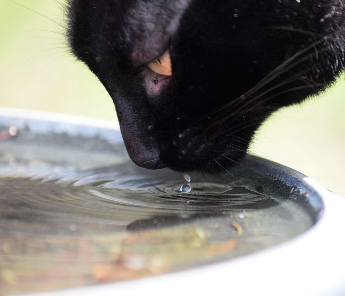 ASPECTOS DA UROLITÍASE EM GATOS 