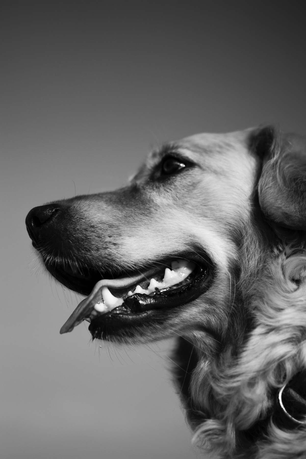 CONDIÇÕES FISIOLÓGICAS DOS CÃES