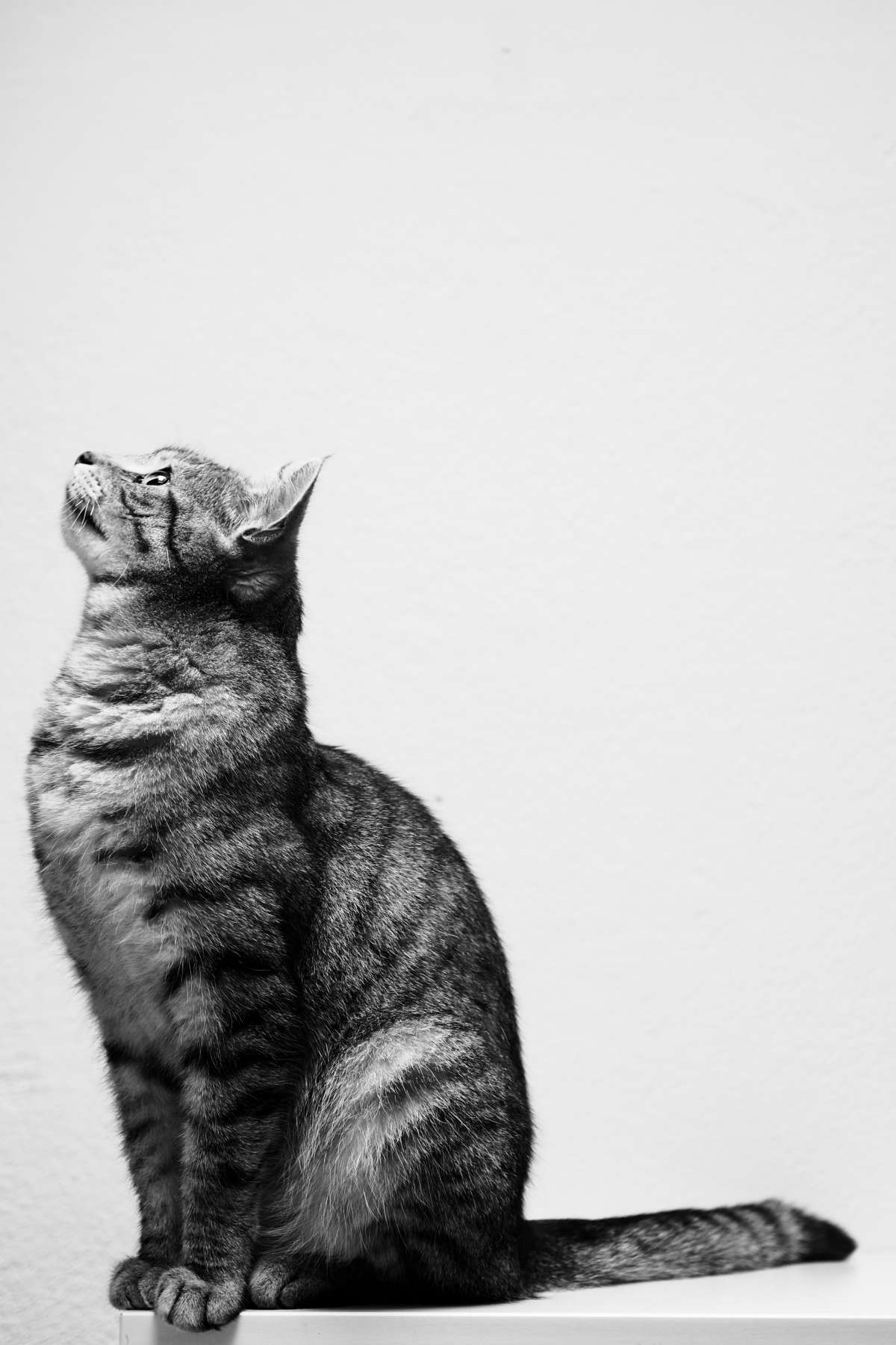 CONDIÇÕES FISIOLÓGICAS DOS GATOS