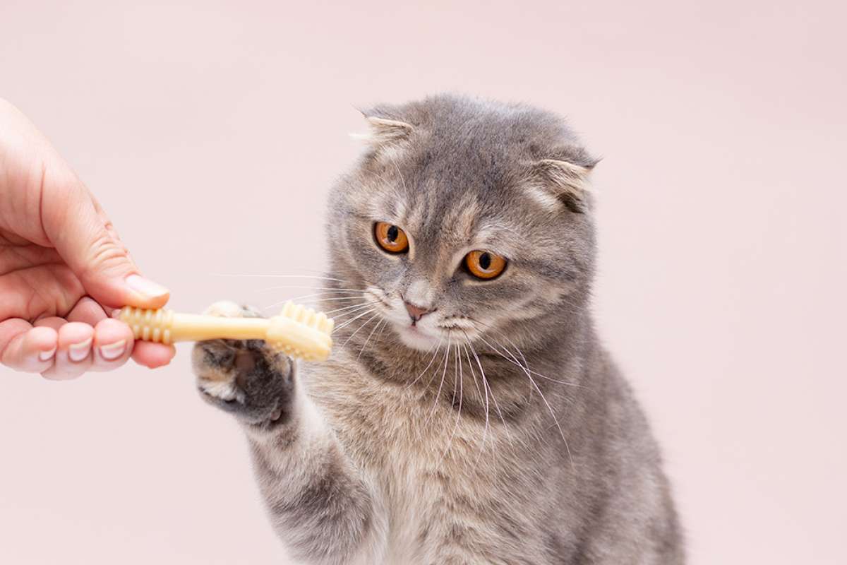 CONFIRA AS DICAS PARA ESCOVAS OS DENTES DO SEU GATO