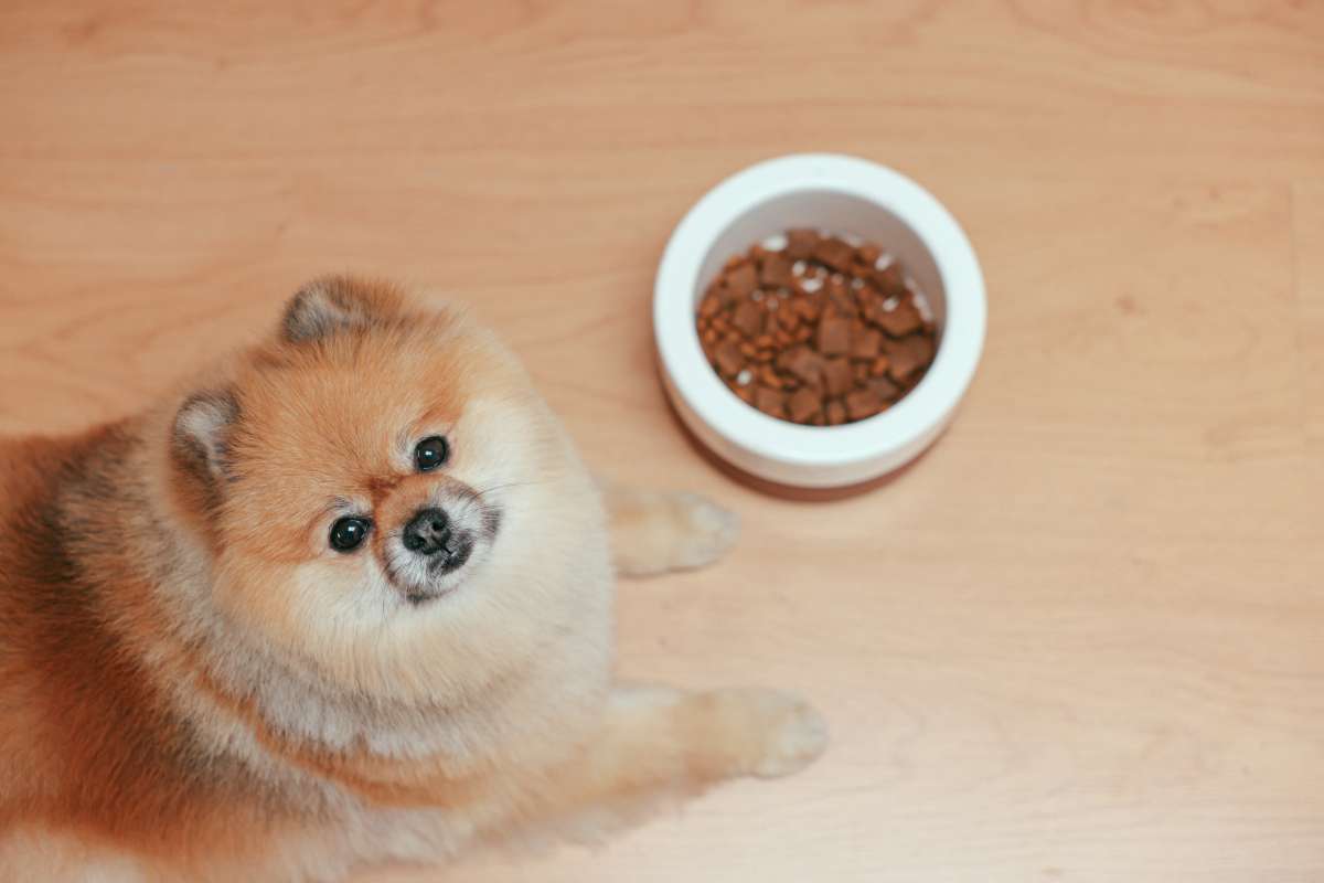 DICAS VALIOSAS: O QUE FAZER QUANDO MEU CACHORRO NÃO QUER COMER ?