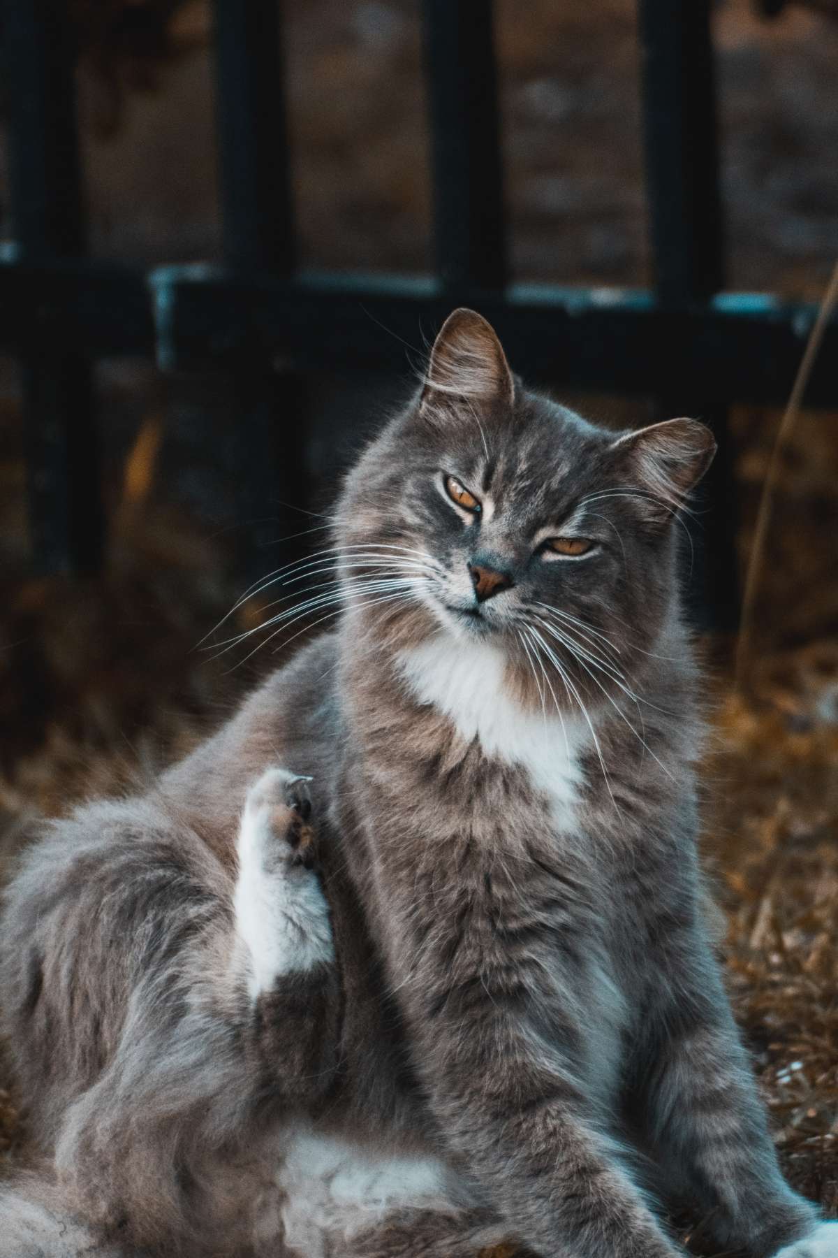 DOENÇAS ALÉRGICAS NOS GATOS