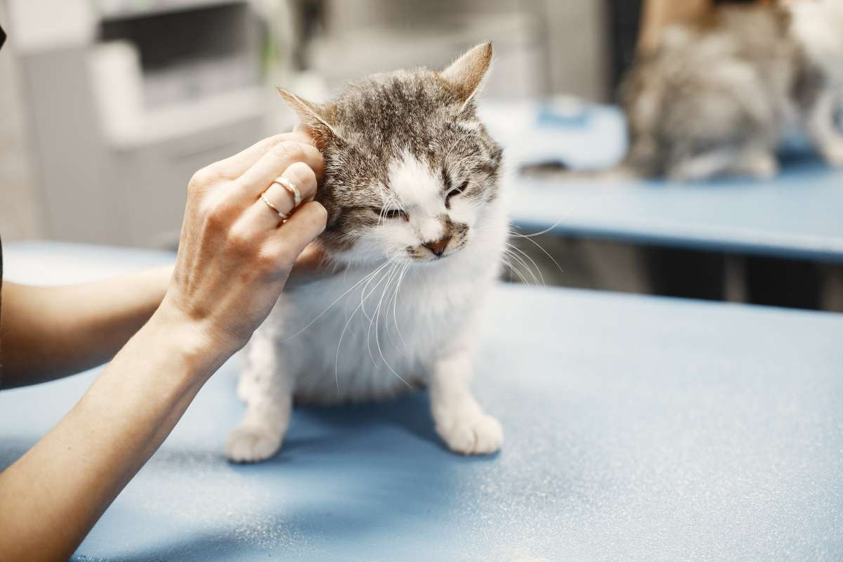 DOENÇAS INFECTOCONTAGIOSAS GATOS