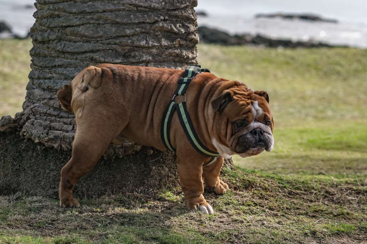 MICÇÃO DE CACHORROS