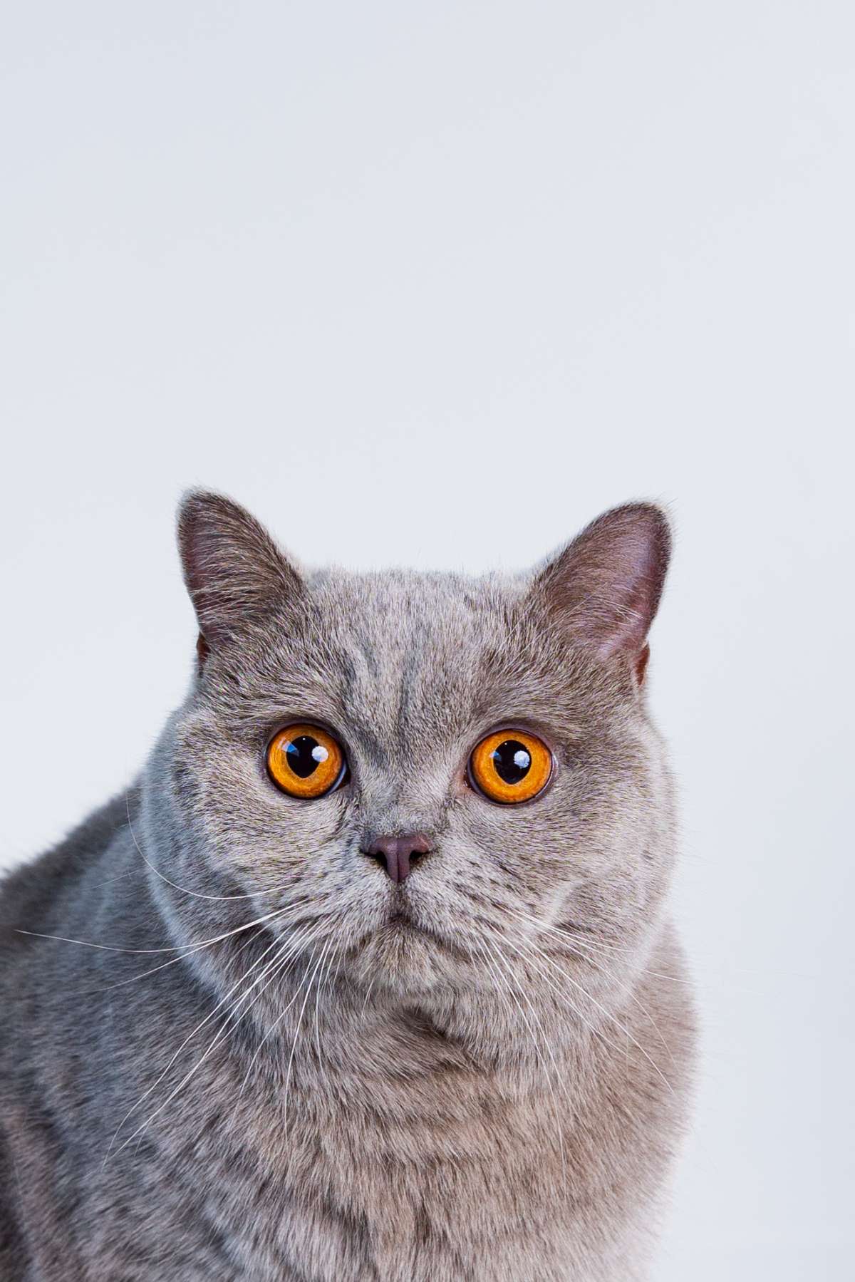 POR QUE OS GATOS RONRONAM ? DESCUBRA O MOTIVOS POR TRÁS DESSE COMPORTAMENTO