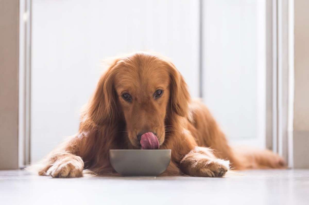 RELAÇÃO ENTRE A DIGESTIBILIDADE DO ALIMENTO E O BEM-ESTAR DO SEU PET