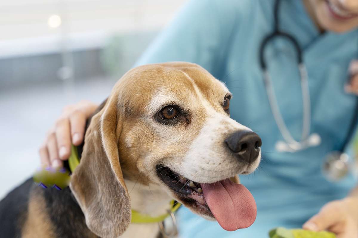 SAÚDE DO PET: IMPORTÂNCIA DAS VISITAS REGULARES AO VETERINÁRIO