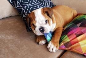 RAÇAS DE CÃES PARA APARTAMENTO!