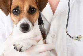 COCEIRA EM CÃES: CAUSAS E SOLUÇÕES