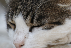 ADEQUANDO ROTINAS DE SONO PARA SEU GATO