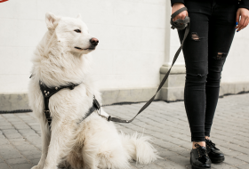 DICAS PARA PASSEIO COM SEU CÃO