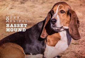 DNA DALPET: BASSET HOUND