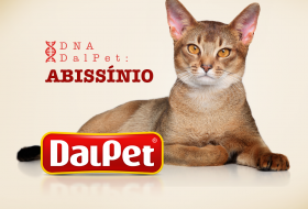 DNA DalPet: Abissínio