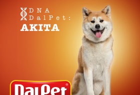 DNA DALPET: AKITA