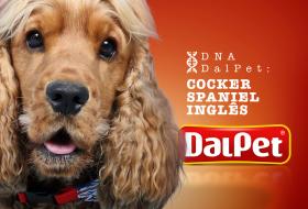 DNA DALPET: COCKER SPANIEL INGLÊS