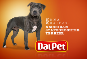 DNA DALPET: AMERICAN STAFFORDSHIRE TERRIER