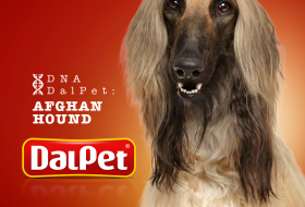 DNA DALPET: AFGHAN HOUND