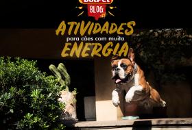 ATIVIDADES PARA UM CÃO CHEIO DE ENERGIA