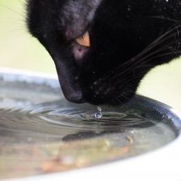 ASPECTOS DA UROLITÍASE EM GATOS 