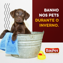 Banho nos pets durante o inverno.