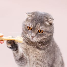 CONFIRA AS DICAS PARA ESCOVAS OS DENTES DO SEU GATO