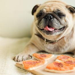 DIA DA PIZZA: CONFIRA RECEITA ESPECIAL DE PIZZA PARA CACHORRO