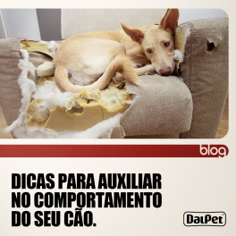 DICAS PARA AUXILIAR NO COMPORTAMENTO DO SEU CÃO