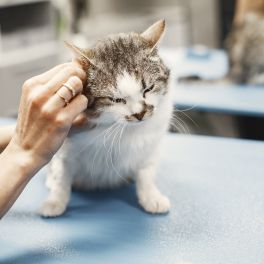 DOENÇAS INFECTOCONTAGIOSAS GATOS