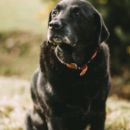 DOENÇAS RELACIONADAS AO ENVELHECIMENTO DO PET 