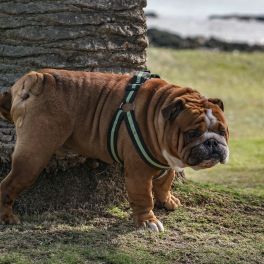 MICÇÃO DE CACHORROS