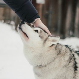 QUAL A MANEIRA CORRETA DE SE APRESENTAR PARA UM CÃO?