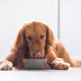 RELAÇÃO ENTRE A DIGESTIBILIDADE DO ALIMENTO E O  BEM-ESTAR DO SEU PET