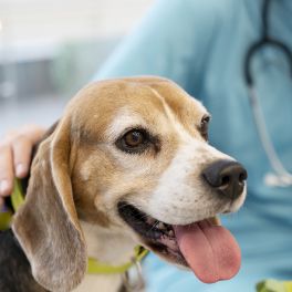 SAÚDE DO PET: IMPORTÂNCIA DAS VISITAS  REGULARES AO VETERINÁRIO